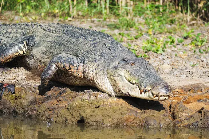 A huge saltwater crocodile resting on the muddy bank of the Nilwala River at eye level with the water