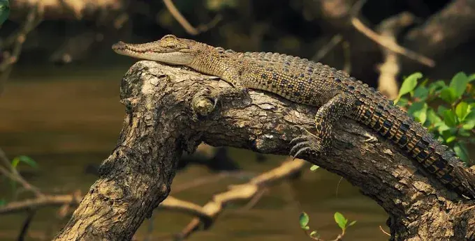 A young crocodile sunning on an arched mangrove log over the Nilwala River