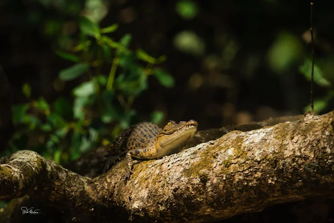 Saltwater crocodile resting under mangrove branches on the Nilwala