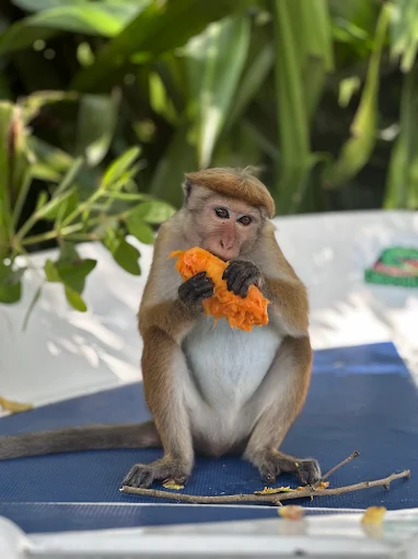 Toque macaque eating fruit on the boat