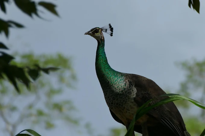 Indian peafowl perched in a tree near the Nilwala River
