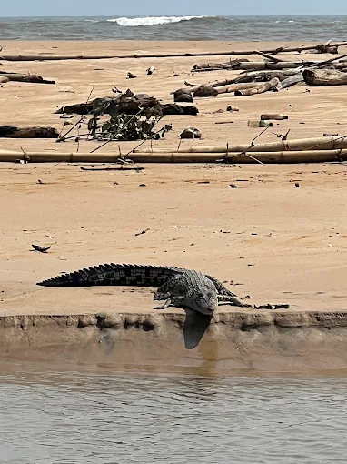Crocodile on the sandy bank where the Nilwala meets the Indian Ocean