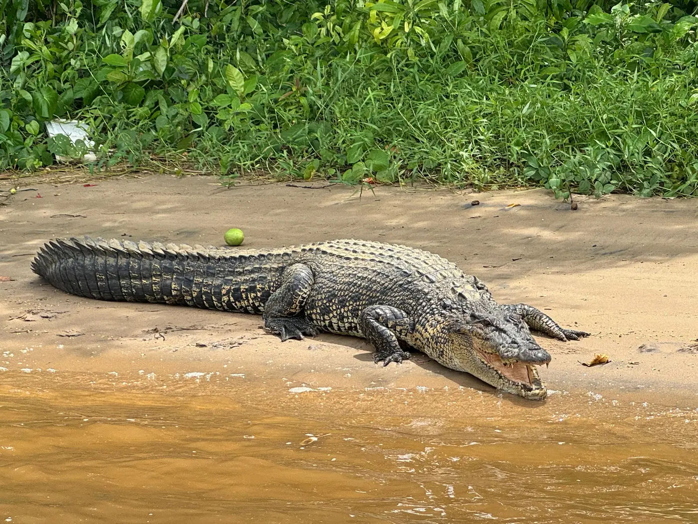 Large saltwater crocodile with jaws open, basking on the sandy bank of the Nilwala River