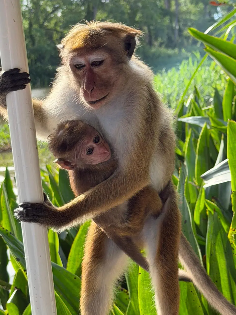 Mother toque macaque holding her infant while gripping a boat rail above the Nilwala