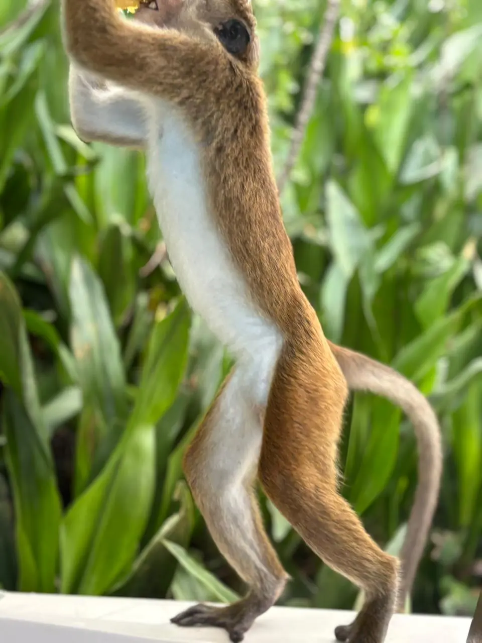 Toque macaque standing upright on its hind legs against the greenery