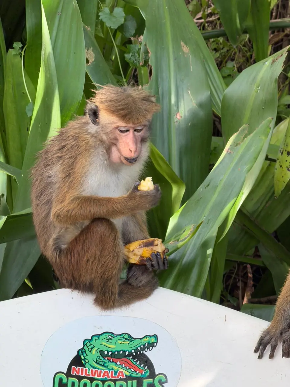Toque macaque eating a banana beside the Nilwala Crocodiles boat sticker