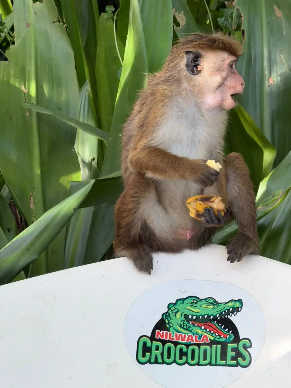 Toque macaque perched on the boat rail eating fruit beside the Nilwala Crocodiles sticker