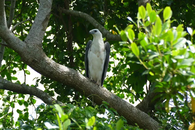 White-bellied sea eagle perched in a tree above the Nilwala River