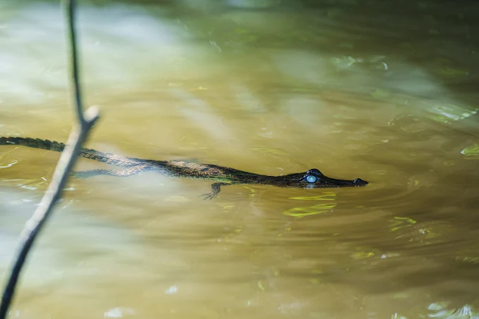 Juvenile crocodile swimming in the Nilwala River with yellow eye visible