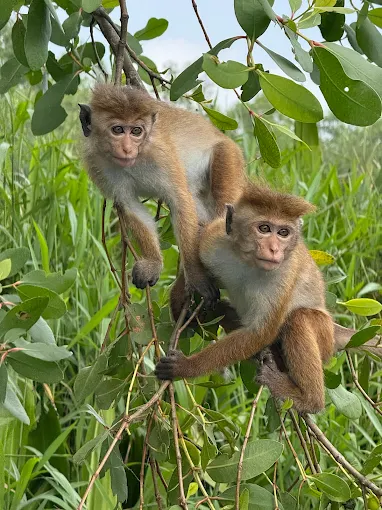 Two toque macaque monkeys perched in a tree beside the Nilwala